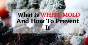 _ What Is WHITE MOLD And How To Prevent It